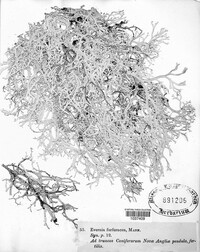 Pseudevernia furfuracea var. furfuracea image